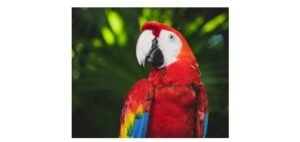 Read more about the article Amazon Parrot: Description, Habitat, & Fun Facts