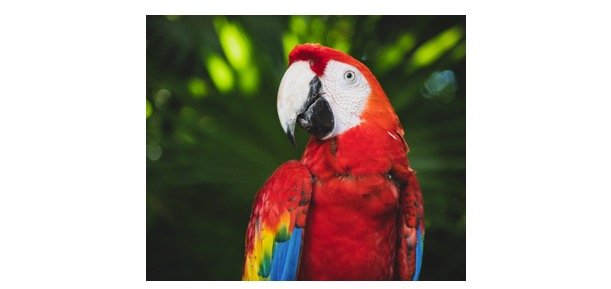 Read more about the article Amazon Parrot: Description, Habitat, & Fun Facts