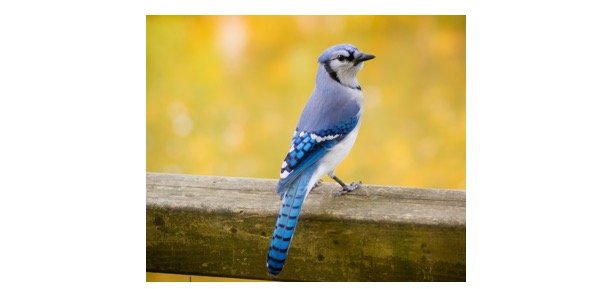 Read more about the article Blue Jay: Description, Habitat, & Fun Facts