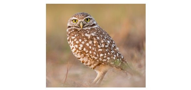 Read more about the article Burrowing Owl: Description, Habitat, & Fun Facts