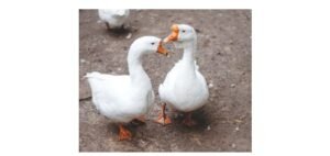 Read more about the article Goose: Description, Habitat, & Fun Facts