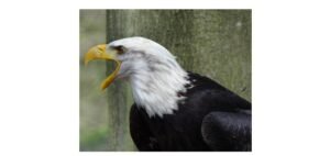 Read more about the article Eagle: Description, Habitat, & Fun Facts